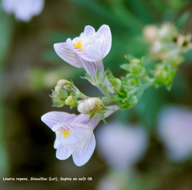 Linaria repens